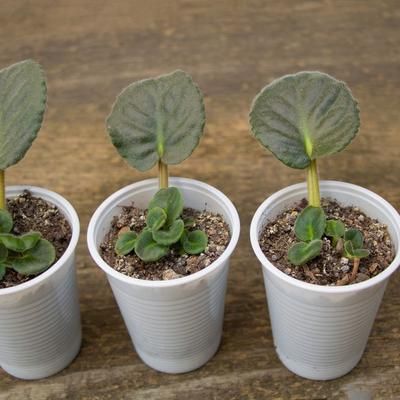 Let's be honest, one African... - Plant & Garden Lovers Indoor African Violets, Cloning Plants, Plant Advice, Best Bathroom Plants, African Violet Care, Plants Tips, Propagate Plants, Indoor Orchids, African Violet Pots