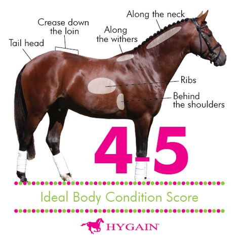 **FREE DOWNLOAD** All horse owners want their horses to be healthy, look good and be physically fit athletes. Body condition scoring serves as an effective tool to determine the nutritional needs of your horse. Using a numeric scoring system from 1 to 9, we can estimate the horse’s body energy reserves. Body condition scoring involves the palpation and visual assessment of the degree of fat deposits of various areas of the horse as highlighted below. Download your free Body Condition Scoring... Horse Weight Chart, Horse Markings Chart, Horse Knowledge Poster, Horse Body Condition Score, Equine Acupressure, Cushings Disease In Horses, Equine Nutrition, Body Condition, Ideal Body