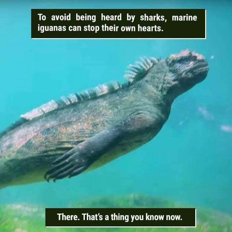 39 Freaky Animal Facts That Are Probably New To You - Memebase - Funny Memes Reptile Facts, Weird Animal Facts, Weird Nature, Fun Facts About Animals, Wow Facts, Interesting Animals, Unbelievable Facts, Random Facts, Animal Facts