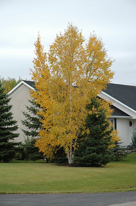 Clump Paper Birch (Betula papyrifera '(clump)') in Denver Centennial Littleton Aurora Parker Colorado CO at Tagawa Gardens Evergreen Bush, Evergreen Vines, Kawartha Lakes, Small Shrubs, Garden Centre, Birch Trees, White Birch, Vegetable Garden Design, Deciduous Trees