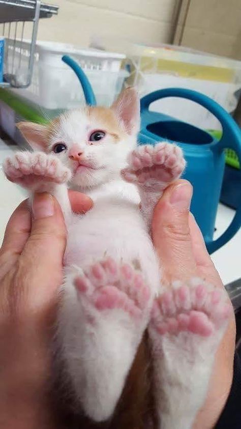 Polydactyl Kitten, Polydactyl Cat, Toe Beans, Söt Katt, Baby Kittens, Cat Facts, Cute Cats And Kittens, Cat Paws