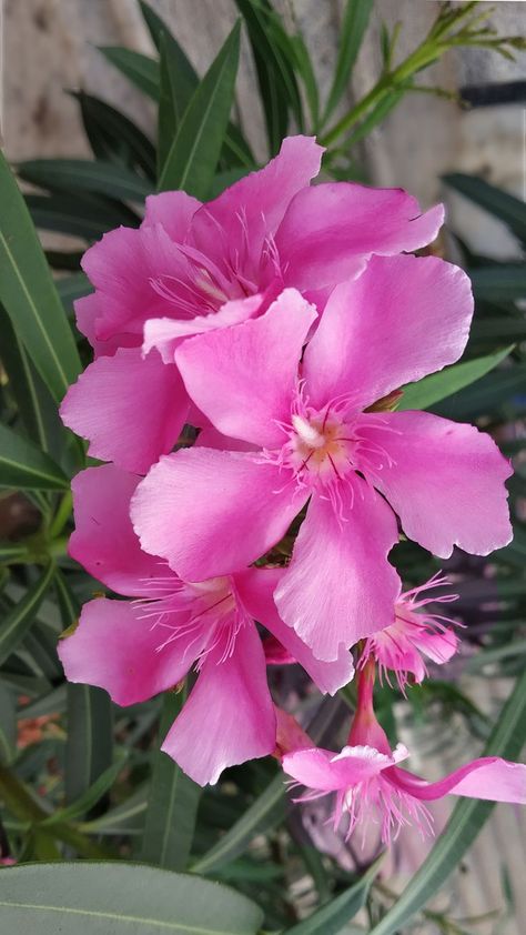 #Arali #Arali Poo #Arali Flower #Oleander #Jericho rose Flowering Plants In India, Oleander Flower, Jericho Rose, Procreate Ideas, Fantasy Flowers, Lawn Service, Bonsai Trees, Flowering Plants, Book Design Layout