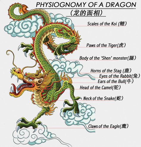 Are Dragons really bad? - Chinese Mythology: Dragons and the Fiery Pearl Dragon Anatomy Design Reference, Tigre Y Dragon, Dragon Anatomy, Dragon Mythology, Chinese Dragon Art, Chinese Zodiac Dragon, Dragon Chino, Dragon Zodiac, Eastern Dragon