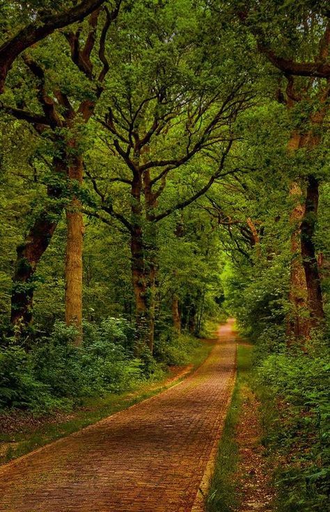 #travel #travelphotography #photography #travelgram #worldtravelbook #photographer #europe #beauty #travelblogger #foodies #traveling #tourism #quotes Forest Path, Foto Art, Walk In The Woods, Magical Places, Pretty Places, Nature Wallpaper, Nature Scenes, Nature Pictures, A Walk