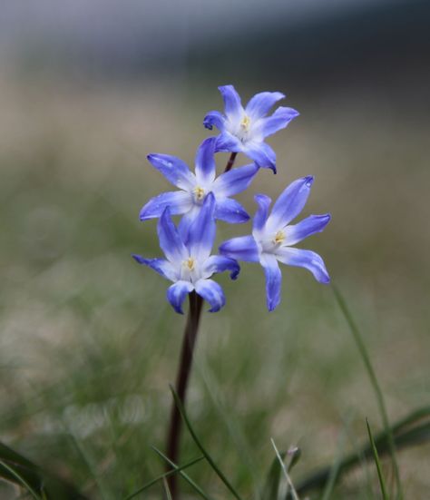 Chionodoxa (Glory of the Snow) Glory Of The Snow Flowers, Interesting Flowers, Xmas Drawing, Glory Of The Snow, Towards The Sun, Snow Flower, Perennial Flowers, Spring Bulbs, Flowers Gardening