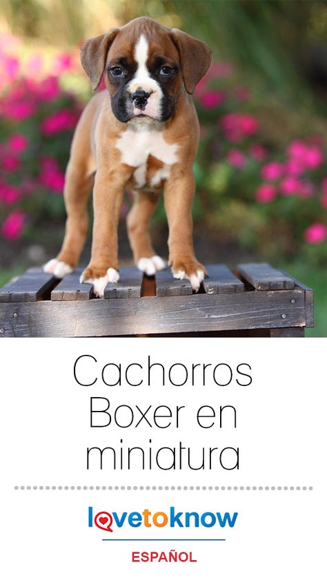 Te encanta el aspecto del Boxer, pero tener un perro de ese tamaño ¿te parece demasiado? Un Boxer miniatura se parece al Boxer normal pero es mucho más pequeño y es una buena opción si no te importa que tu perro no sea de pura raza. #perros #cachorros #bonitos | Cachorros boxer en miniatura via #LoveToKnowEspañol