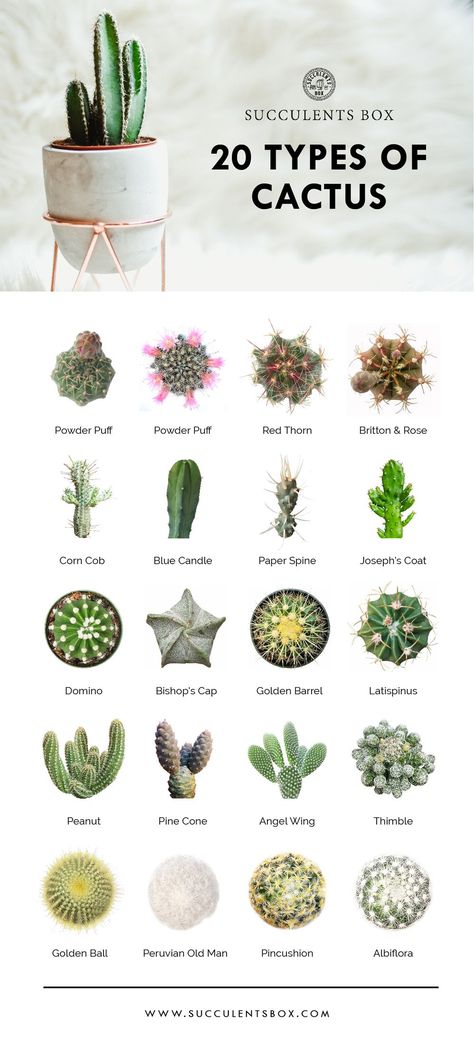 20 types of cactus // plants | home | natural designs | time-honored Types Of Cactus Plants, Different Types Of Succulents, Succulent Names, Types Of Succulents Plants, Kaktus Dan Sukulen, Cactus Terrarium, Indoor Cactus, نباتات منزلية, Cactus Planta