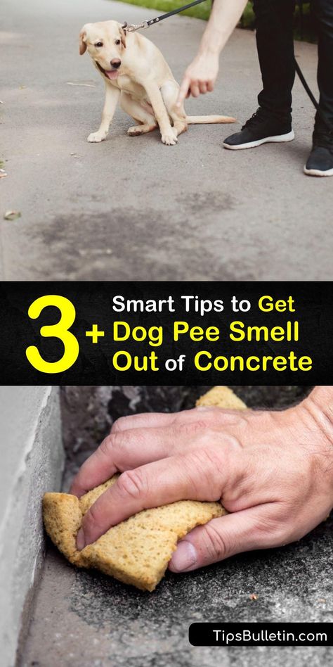 Learn ways to get dog urine smell out of concrete and leave the concrete floor smelling fresh. White vinegar, hydrogen peroxide, and an enzyme cleaner effectively remove dog pee odor from concrete surfaces. #remove #dog #pee #smell #concrete Remove Urine Smell From Concrete, How To Get Dog Pee Smell Out Of House, Dog Urine Smell Out Of Concrete, Diy Enzyme Cleaner Pet Urine, Get Rid Of Dog Pee Smell, Pet Urine Smell Remover, Remove Dog Smell From House, Apothocary Cabinet, Remove Dog Urine Smell