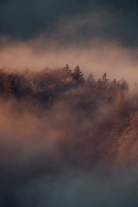 green trees covered with fog photo – Free Fog Image on Unsplash Fog Background, Fog Images, Grey Forest, Country Backgrounds, Birthday Photo Banner, Foggy Morning, Photo Background Editor, Photo Banner, Green Trees