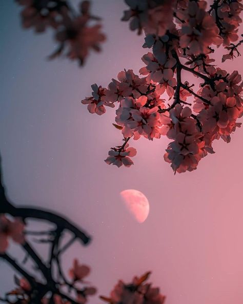 Wallpaper Japanese Nature, Cherry Blossom Wallpaper, Moon Lover, Game Wallpaper Iphone, Flowers Photography Wallpaper, Sakura Flower, Sakura Cherry Blossom, Moon Photography, Cherry Blossom Flowers