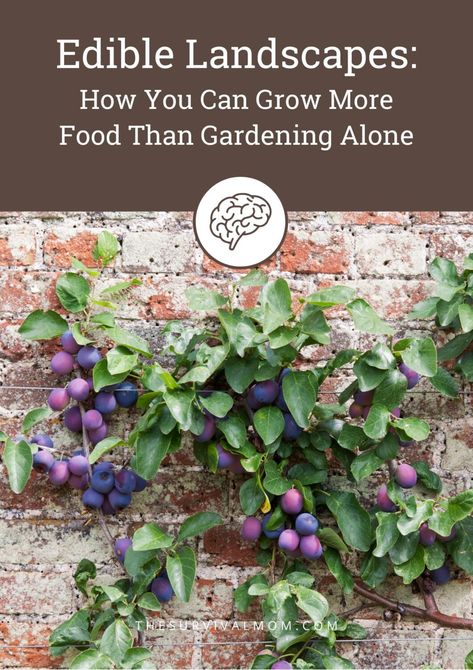 How To Plan Edible Landscapes To Grow Even More Food - Survival Mom Edible Landscaping Front Yard, Purple Plum Tree, Edible Landscape, Edible Gardening, Red Brick Wall, Plum Tree, Smart Garden, Edible Landscaping, Food Forest