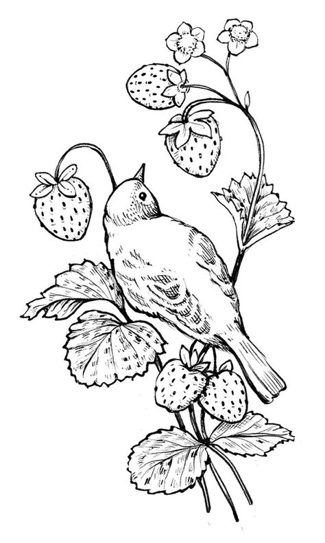 Bird With Flowers Drawing, Bird And Flower Drawing, Hummingbird Art Drawing, Penny Picture, Digital Stamps Free, Snow Tattoo, Bird Outline, Flower Art Drawing, Bird Coloring Pages