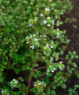 Origanum majorana 002 Joy Essential Oil, Eucalyptus Deglupta, Marjoram Essential Oil, Origanum Majorana, Bulk Herbs, Culinary Herbs, Aromatic Herbs, Marjoram, Natural Beauty Tips