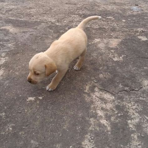 Lebra Dog Puppy, Lebra Dog, Army Video, Black Screen, Dog Puppy, Dogs And Puppies, Labrador Retriever, Labrador, Puppies