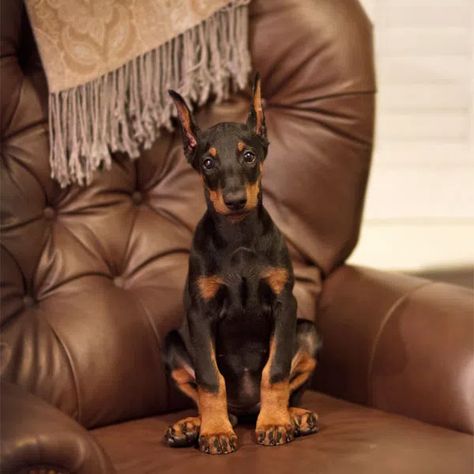 A Doberman Puppy on a chair. Perro Doberman Pinscher, Doberman Puppies, Doberman Pinscher Puppy, Doberman Love, Doberman Pinscher Dog, Dangerous Dogs, Doberman Puppy, Doberman Dogs, Love My Dog