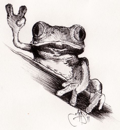 Frog Drawing Sketches, Tree Frog Tattoos, Micron Pen Art, Sketches Design, Frog Illustration, Frog Tattoos, Frog Drawing, Bff Drawings, Art Whimsical