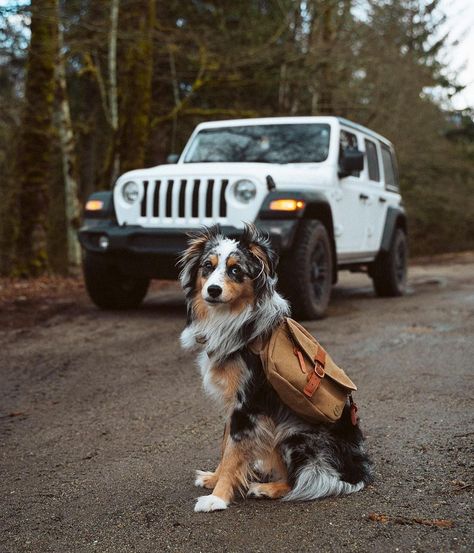 Hiking Dog, Hiking With Dog, Miniature American Shepherd, Aussie Puppies, Dog Backpack, Hiking Dogs, Australian Shepherd Dogs, Dog Adventure, Very Cute Dogs