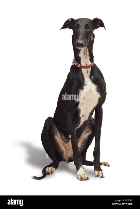 Greyhound dog, 18 months old, sitting in front of white background Stock Photo - Alamy Grey Hound, Animal Photography Wildlife, Greyhound Art, Greyhound Dog, Grey Hound Dog, Italian Greyhound, Hound Dog, Dog Sitting, Whippet