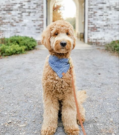 Short Bernedoodle Haircut, Golden Doodle Grooming Styles, Bernedoodle Grooming Styles, Labradoodle Haircut Style, Australian Labradoodle Grooming, Poodle Teddy Bear Cut, Labradoodle Grooming, Goldendoodle Grooming, Labradoodle Goldendoodle