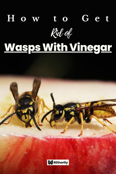 Are you frustrated by wasps getting into your home, buzzing around, and potentially stinging you and your family? If so, don't fret -- getting rid of these pesky insects is much easier than you think. There is a simple and natural way to get rid of wasps—vinegar! In this article, we will provide a step-by-step tutorial on the most effective way to use vinegar to get rid of wasps in your home and yard. So, keep reading to learn how to get rid of those unwanted wasps for good! Wasp Sting Remedy, Wasp Catcher, Red Wasps, Wasp Spray, Wasp Repellent, Get Rid Of Wasps, Wasp Traps, Wasp Stings, Bait Trap