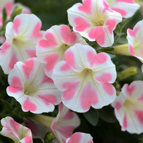 Spring is near, can't wait to plant the beautiful 'Surfinia Heartbeat' petunia in the garden! #petunia #suntoryflowers #gpnmag White Petunias, Petunia Tattoo, Petunia Plant, Petunia Flower, Unusual Flowers, Pink And White Flowers, Pretty Plants, Exotic Flowers, Beautiful Blooms