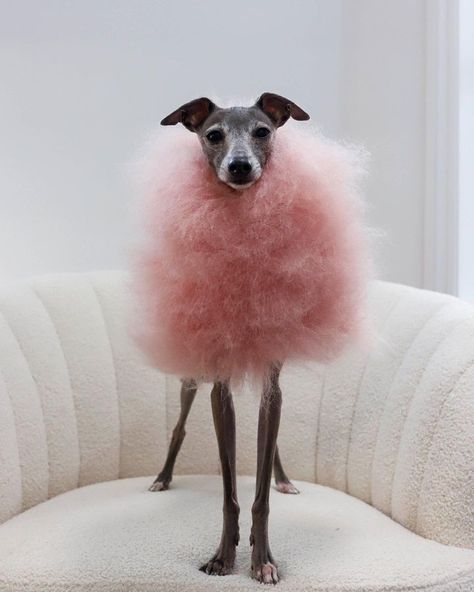 Italian Greyhound Clothes, Dapper Dogs, Animal Instinct, Fancy Dog, Fairy Floss, I Like Dogs, Dog Blog, Pet Fashion, Italian Greyhound