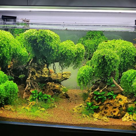 Underwater Forest, Aquarium Bonsai, Aquarium Rocks, Tropical Fish Aquarium, Live Aquarium Plants, Betta Tank, Tropical Aquarium, Aquascape Aquarium, Live Aquarium