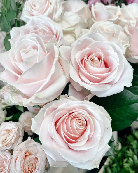 Gorgeous 'Sweet Avalanche Roses', a lovely large headed, pale pink rose which is a great flower option if you have a pink or pale pink colour theme for your wedding flowers. It will lend itself to larger or smaller flower arrangements. Sweet Avalanche Rose, March Wedding Flowers, Fresh Flower Bouquets Wedding, August Wedding Flowers, June Wedding Flowers, July Wedding Flowers, Altar Flowers Wedding, Wedding Flower Table Decorations, Luxury Wedding Flowers