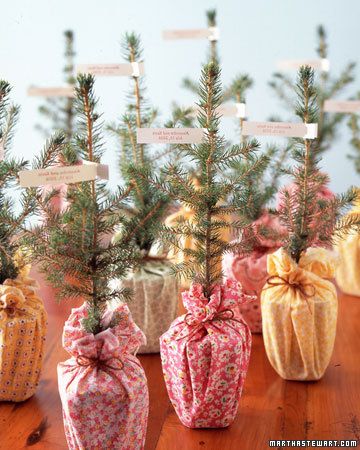 For a festive winter wedding favor, give your guests Christmas trees to go Christmas Favours, Affordable Wedding Centerpieces, Tree Favors, Diy Winter Wedding, Colorado Spruce, Potted Herbs, Tiny Trees, Winter Wedding Favors, Rose Bushes