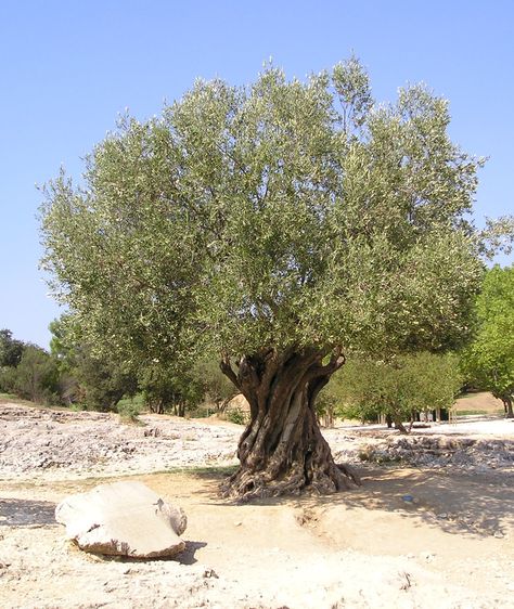 Olive Tree, they can live for hundreds...thousand years. Olive Tree Care, Growing Olive Trees, Front Lawn Landscaping, Backyard Covered Patios, Fall Garden Vegetables, Recycled Garden, Tree Images, Tree Care, Evergreen Trees