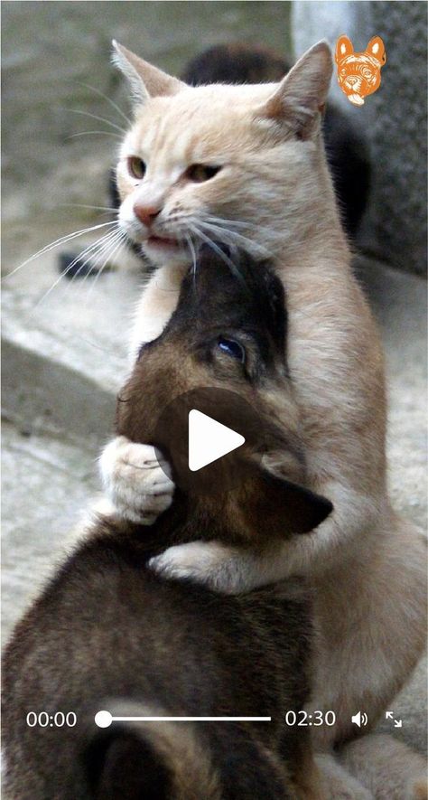 Unusual Animal Friendships, Animals Video, Animals Friendship, Funny And Cute, Unusual Animals, Funny Cats And Dogs, Pretty Animals, Silly Animals, Fluffy Animals