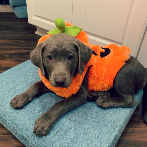 Lab Puppy Halloween Costume, Yellow Lab Halloween Costume, Puppy Halloween Costume, Puppy Costumes, Puppy Halloween Costumes, Silver Lab Puppies, Puppy Costume, Bailey May, Silver Lab