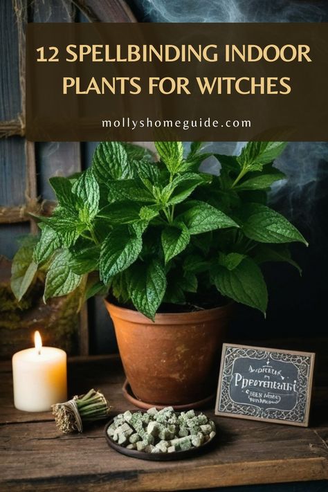 Discover the best indoor plants for witches to bring magic into your space. Whether you're looking for air-purifying plants, herbs, or house plants, these selections are perfect for any witch's abode. Embrace the benefits of low-light indoor plants such as Snake plant or Spider plant that thrive in darker corners. Enhance your sleep with calming scents by incorporating Lavender or Aloe vera into your bedroom decor. Plants For Witches, Spider Plant Decor, Small Indoor Garden, Inside Gardening, Houseplant Ideas, Bedroom Plants Decor, Magical Plants, Low Light Indoor Plants, Witchy Tips