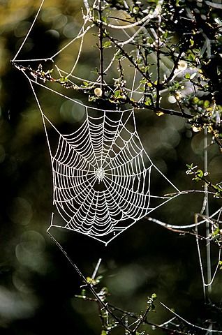 Spider Net, Spider's Web in the Early Morning Dew, New Zealand Spider Net, Forest Creatures, Butterfly Pictures, Morning Dew, Insect Art, Airbrush Art, Bad Dog, Autumn Scenery, Cool Pictures Of Nature