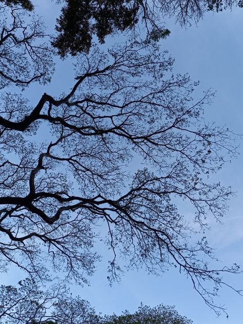 Image shows view of unknown tree branches as seen from below. Image taken outside the NFRH dorm within the UPLB campus. Uplb Campus, Tree Branch, Tree Branches, The Outsiders, Quick Saves