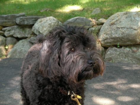 Schnoodle Haircut Styles, Schnoodle Haircut, Schnoodle Grooming, Schnoodle Haircuts, Schnoodle Puppy, Hairstyle Pictures, Puppy Cut, Dog Haircuts, Giant Schnauzer