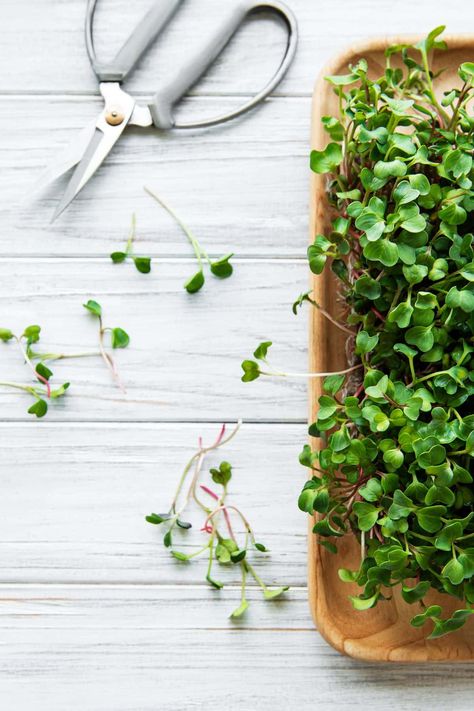 Microgreen Growing, Broccoli Microgreens, Grow Microgreens, Food As Medicine, Broccoli Seeds, Growing Microgreens, Green Magic, Natural Sunlight, Tips Tricks