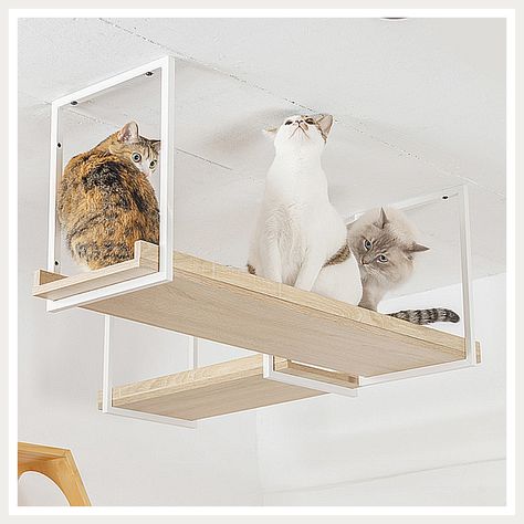 Cat Bed - Discovered what you are searching for? Act now while there are still time - Click to visit. Cat Walkway, Floating Cat Shelves, Cat Climbing Frame, Cat Wall Furniture, Cat Steps, Cat Towers, Cat Perch, Cat Shelves, Cat Climbing