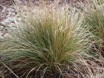 Overdam Feather Reed Grass Info: How To Grow Overdam Grass In The Landscape -  Overdam feather reed grass is a cool season, ornamental clumping grass with attractive, variegated blades of bright green striped with white streaks. Click here to learn more about how to grow Overdam grass and how to care for feather reed grass Overdam plants. Karl Forester, Ornamental Grasses For Shade, Ornamental Grass Landscape, Feather Reed Grass, Privacy Plants, Drought Resistant Plants, Front Gardens, Grasses Landscaping, Sun Perennials