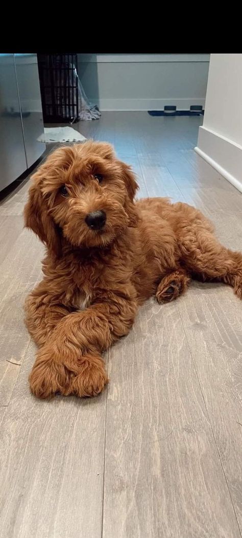 Cocker Spaniel Golden, Aussiedoodle Puppies, Mini Goldendoodle Puppies, Cockapoo Dog, Cockapoo Puppies, Australian Labradoodle, Doodle Puppy, Mini Goldendoodle, Good Dog