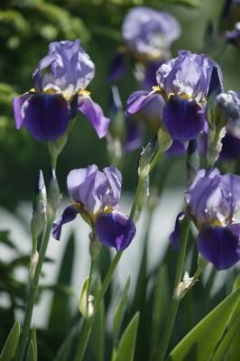 Iris Will Not Bloom After Transplant Iris Bulbs, Zone 9b, Iris Rhizomes, Dutch Iris, Sonoma Coast, Overwintering, Tulip Bulbs, Purple Iris, Bearded Iris