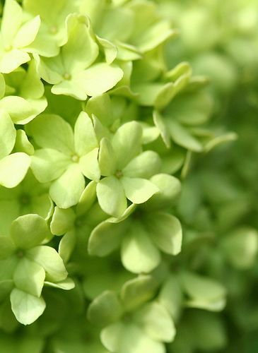 Color Verde Lima - Lime Green!!! Green Hydrangea, Peridot Green, Simple Green, Green Nature, Green Wallpaper, Spring Green, Green Aesthetic, Color Of Life, Green Apple