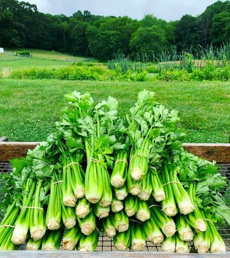 Grow your crisp celery stalks. This comprehensive guide covers everything from seed starting to harvest including tips on pest control and variety selection. How To Grow Celery, Grow Celery, Celery Plant, Growing Celery, Leafy Greens, Seed Starting, Companion Planting, Lawn And Garden, Pest Control