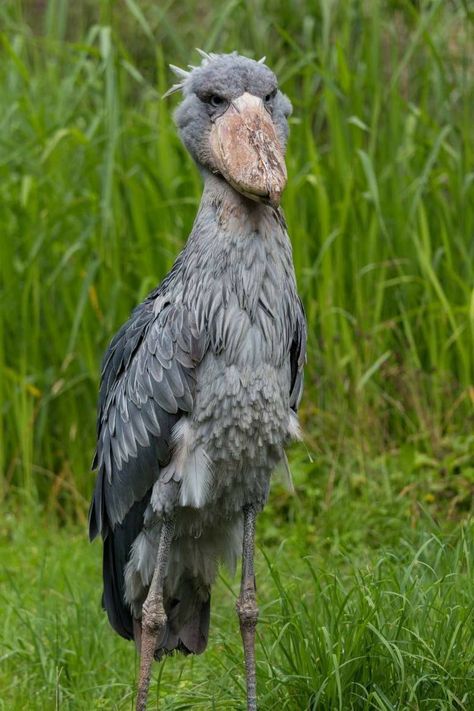 Shoebill Bird, Shoebill Stork, Dinosaur Facts, Creepy Animals, Cuddly Animals, Crocodiles, Animal Sketches, Bird Drawings, Animal Wallpaper