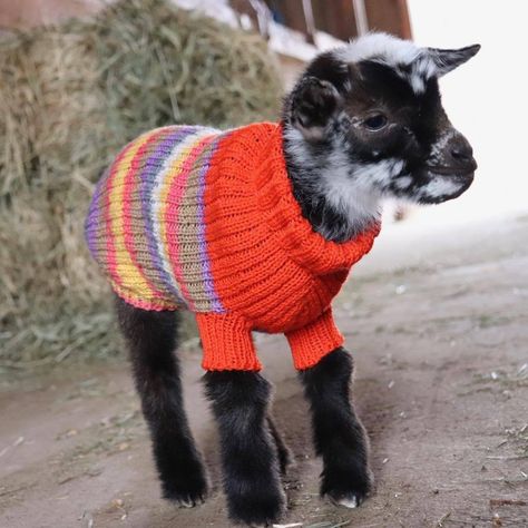 Funny Animal Costumes, Goat Pictures, Goat Funny, Cute Animal Character, Goat Picture, Cute Goat, Pet Goat, Pygmy Goat, Goat Lover