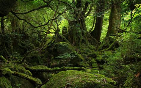 Aokigahara Forest, 하울의 움직이는 성, Yakushima, Sacred Groves, Dark Green Wallpaper, Monte Fuji, Hp Lovecraft, Forest Background, Jungle Wallpaper