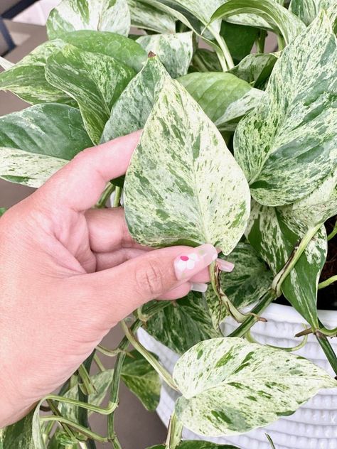 Marble Queen Pothos is one of the most stylish indoor plants for your home. If your recent Marble Queen Pothos plant purchase has got you wondering "What now?", then you simply must try our Marble Queen Pothos plant care guide. Not only will these important tips help you keep these gorgeous house plants alive, they will make your plants thrive in the most lush and beautiful way. Pothos Marble Queen, Queen Pothos Plant, Pothos Care, Pothos Plant Care, Potted Plants Patio, Pothos Plants, Landscape Backyard, Marble Queen, Marble Queen Pothos