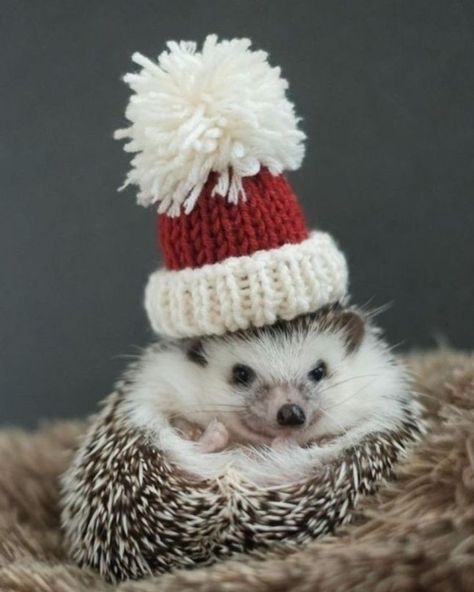 Fall In Love In October, Cute Christmas Pictures, Hedgehog Photo, Pfp Christmas, Christmas Hedgehog, Hedgehog Christmas, Hedge Hog, Christmas Penguins, Cutee Animals