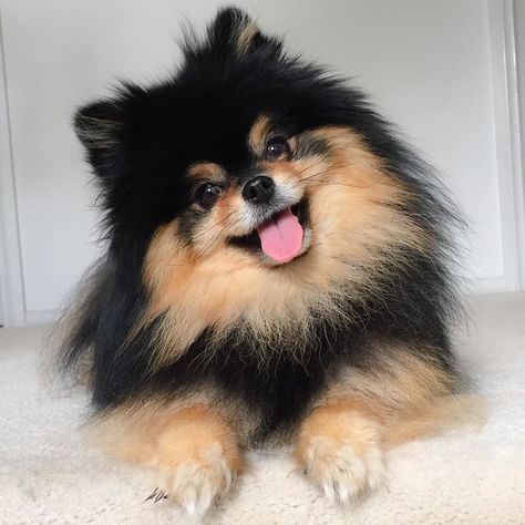 Hi friends  sorry that we haven't responded to your lovely messages from our last post. We've been a little busy writing comments on all yours to catch up on what we've missed these past few weeks! Looks like finally we're up to date now  have a happy Monday  by thepom__ Pomeranian Dog, Small Dog, Black And Tan, I Hope, Black