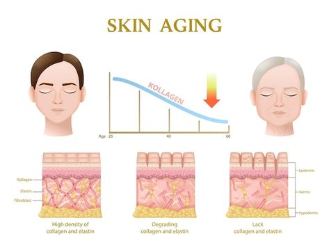 Skin Anatomy Art, Skin Anatomy Drawing, Skin Turnover Cycle, Skin Structure Anatomy, Skincare Time, Injection Sites, Botox Injection, Skin Anatomy, Integumentary System